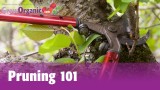 Pruning 101