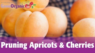 Pruning Cherry Trees and Pruning Apricot Trees – Summer