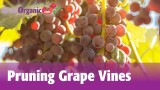 Pruning Grape Vines