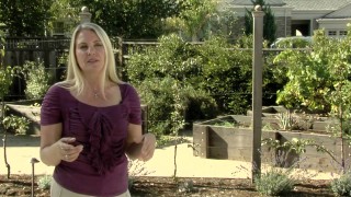 Raised Bed Gardens & Espaliered Fruit Trees