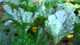 Rob’s Vegetable Garden (Summer) 11th Feb 2011 #6