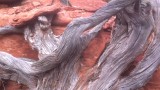The Mystical Spiral Trees of Sedona- Growing Trees From Seed- S01:E05 Vortex