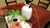 Tomato Disease Prevention by Using Aspirin to Trick Your Tomato