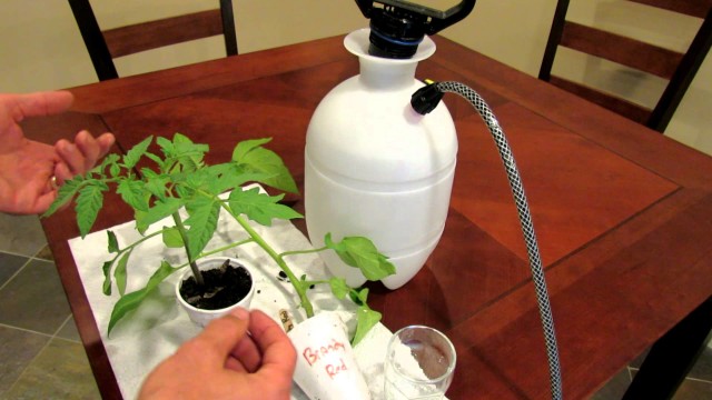 Tomato Disease Prevention by Using Aspirin to Trick Your Tomato