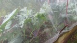Update: A Fabric Tent for Kales & The Green Cabbage Looper: It Works! – The Rusted Garden 2013
