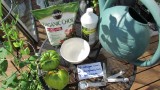 Using Organic Fish Emulsion or Fertilizer on Garden Vegetables: The Basics – The Rusted Garden 2013