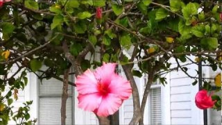 Yard & Garden Decor